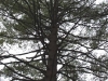 Eastern white pine canopy